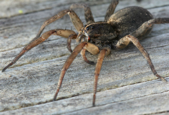 Wolf Spider